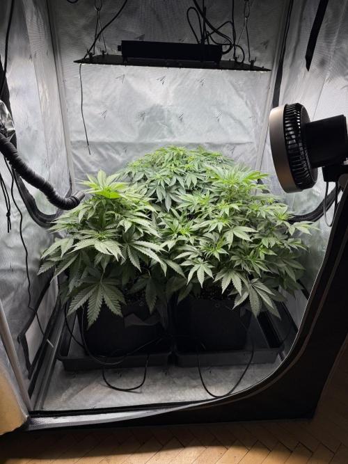 Second round. Week 6 - Day42/Day7/40cm