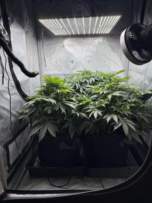 Second round. Week 6 - Day42/Day7/40cm