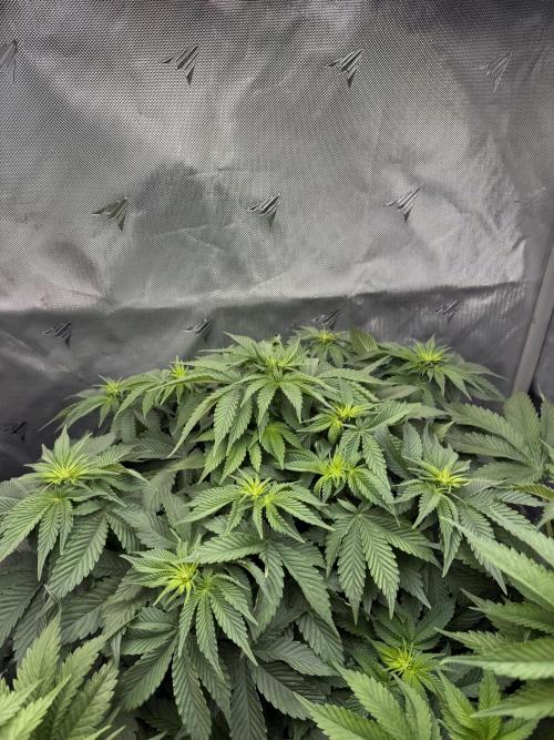 Second round. Week 6 - Day42/Day7/40cm