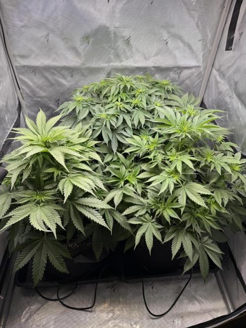 Second round. Week 6 - Day42/Day7/40cm