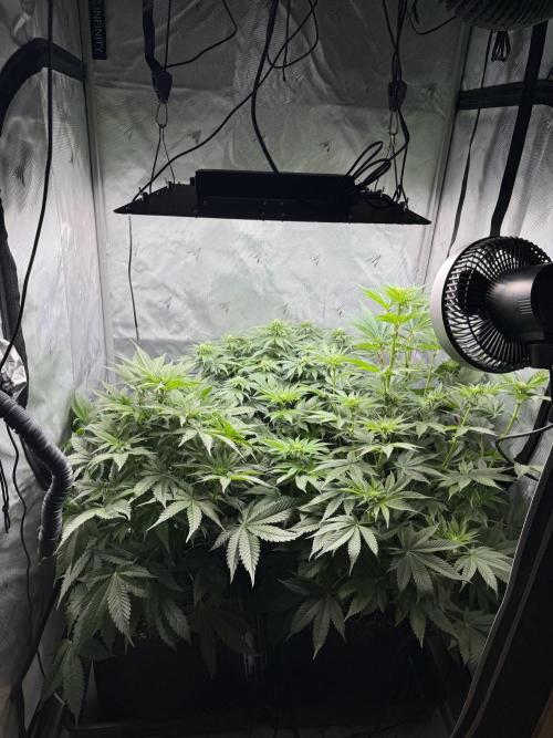 Second round. Week 7 - Day49/DF14/50,60,75cm