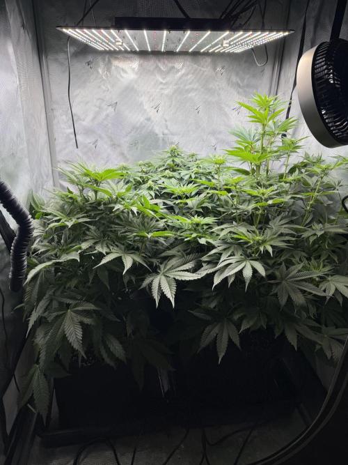 Second round. Week 7 - Day49/DF14/50,60,75cm