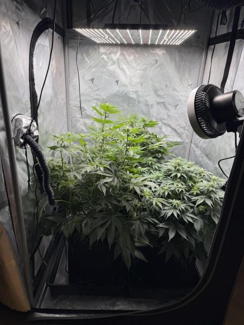 Second round. Week 7 - Day49/DF14/50,60,75cm
