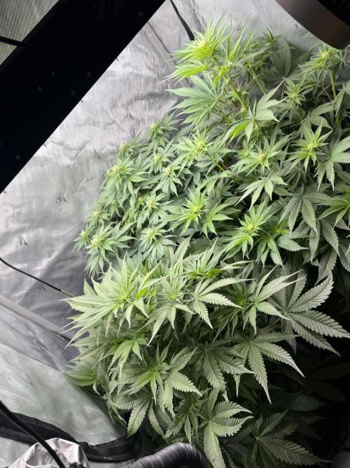 Second round. Week 7 - Day49/DF14/50,60,75cm