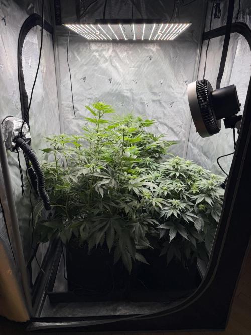 Second round. Week 7 - Day49/DF14/50,60,75cm