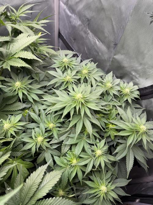 Second round. Week 7 - Day49/DF14/50cm
