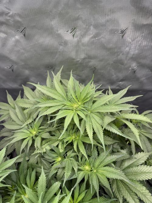 Second round. Week 7 - Day49/DF14/60cm