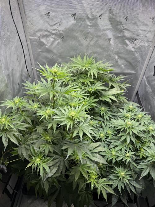 Second round. Week 7 - Day49/DF14/50,60,75cm