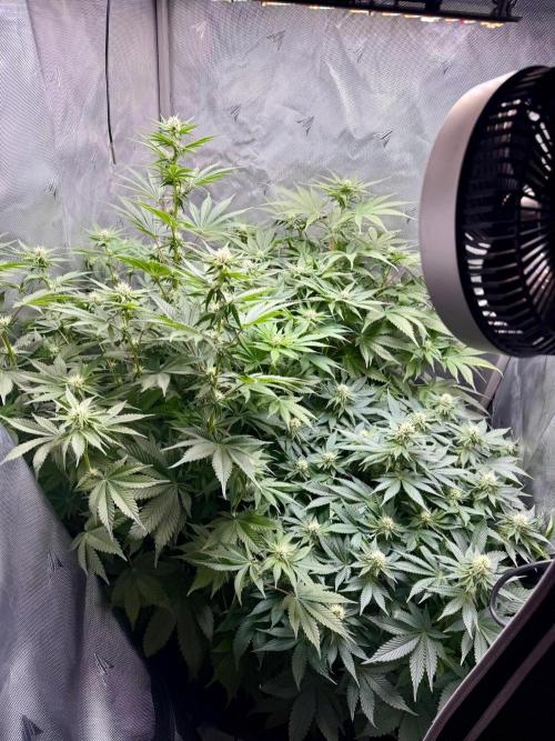 Second round. Week 8 - D55/20DF/Defo/56,67,94cm