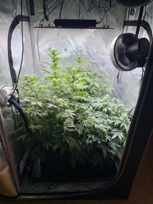 Second round. Week 8 - D55/20DF/Defo/56,67,94cm