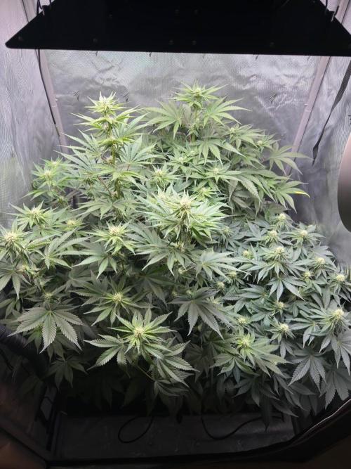 Second round. Week 8 - D55/20DF/Defo/56,67,94cm