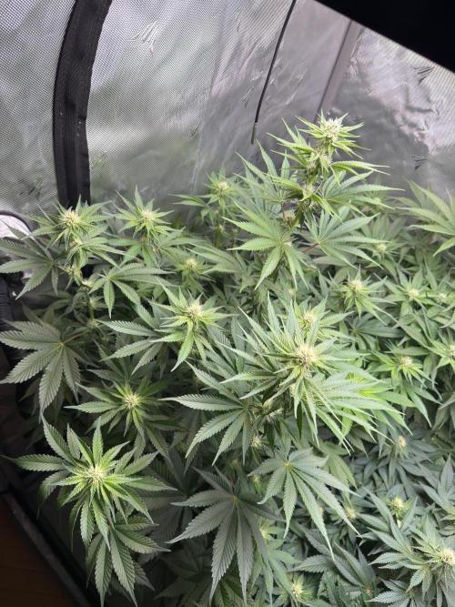 Second round. Week 8 - D55/20DF/Defo/94cm