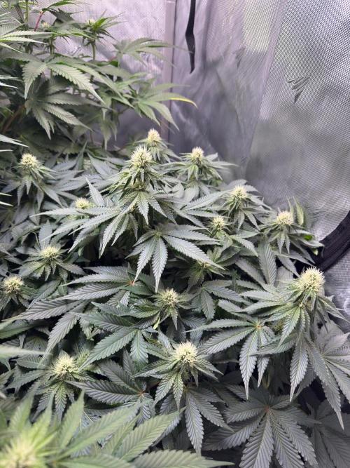 Second round. Week 8 - D55/20DF/Defo/56cm