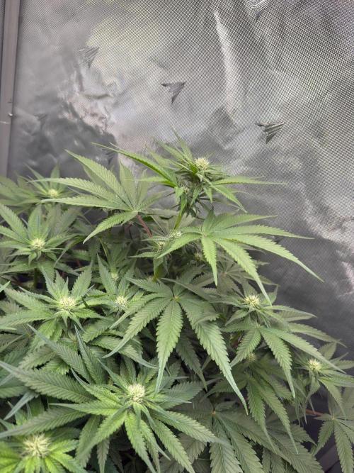 Second round. Week 8 - D55/20DF/Defo/67cm
