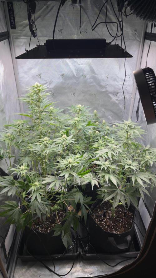 Second round. Week 8 - D55/20DF/Defo/56,67,94cm
