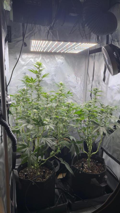 Second round. Week 8 - D55/20DF/Defo/56,67,94cm