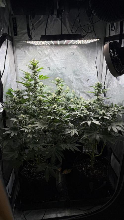 Second round. Week 9 - Day62/27DF/62,80,94cm
