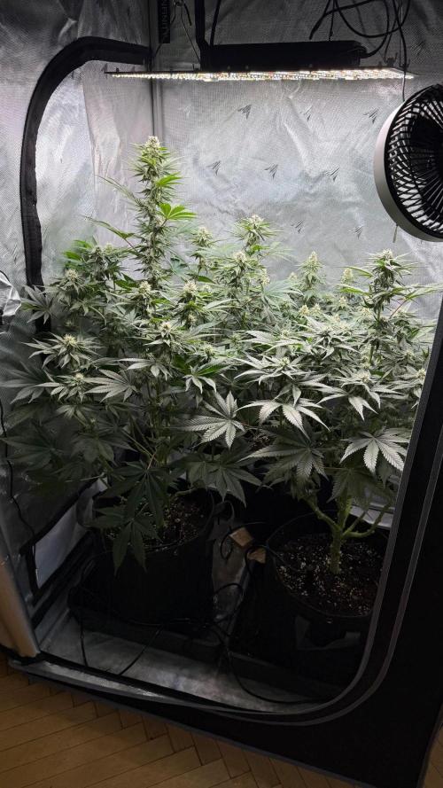 Second round. Week 9 - Day62/27DF/62,80,94cm