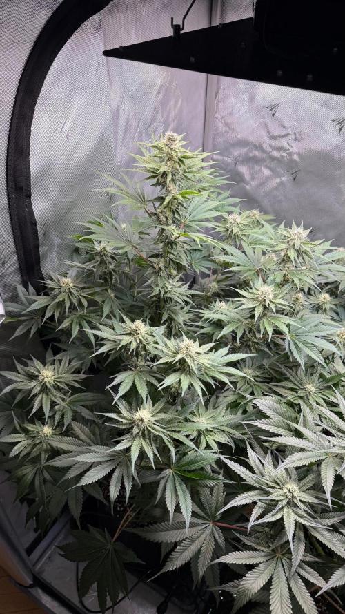 Second round. Week 9 - Day62/27DF/94cm