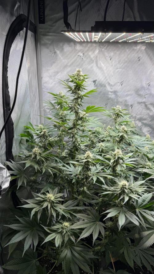 Second round. Week 9 - Day62/27DF/94cm