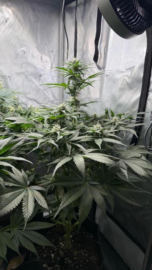 Second round. Week 9 - Day62/27DF/80cm