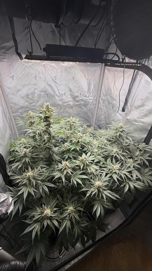 Second round. Week 10 - D69/DF44