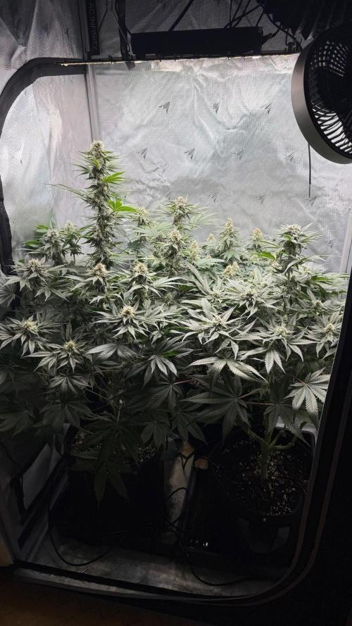 Second round. Week 10 - D69/DF44