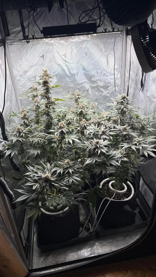 Second round. Week 12 - D83/DF48