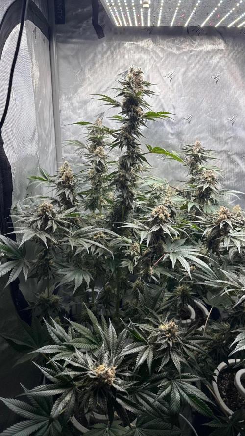 Second round. Week 12 - D83/DF48