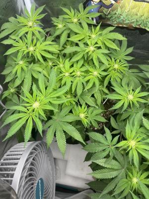 Comment by Le_boeu photo #1