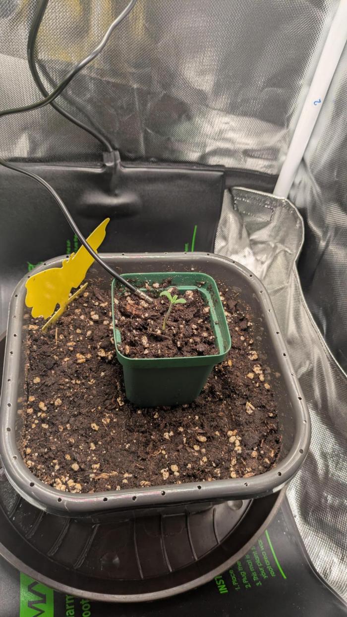 Amnesia Jelly Auto Microgrow. Week 0