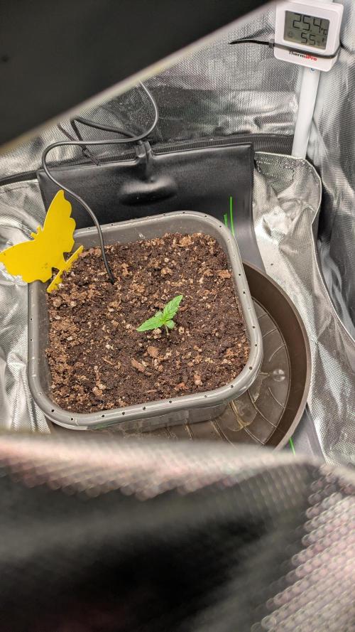 Amnesia Jelly Auto Microgrow. Week 1