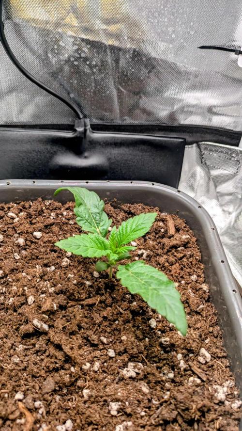 Amnesia Jelly Auto Microgrow. Week 2