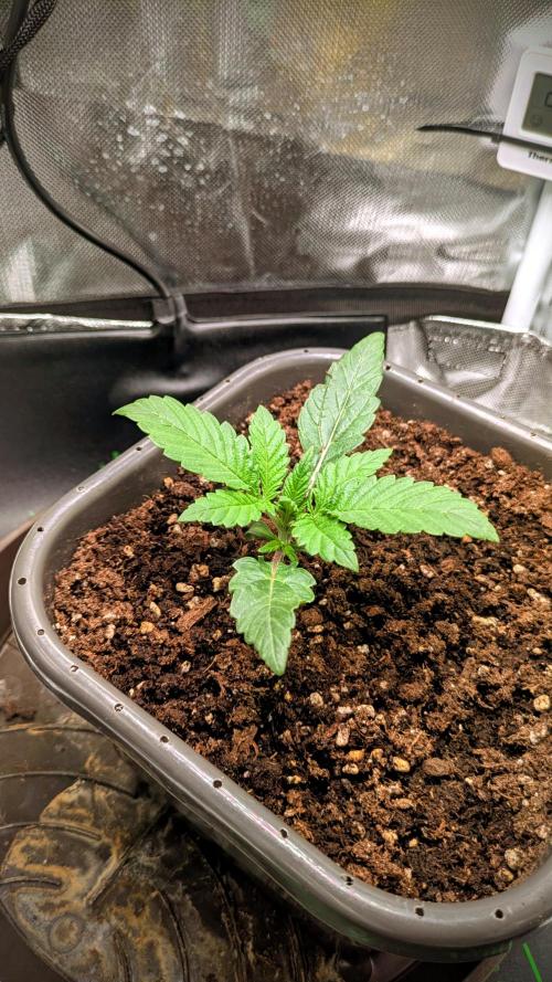 Amnesia Jelly Auto Microgrow. Week 2