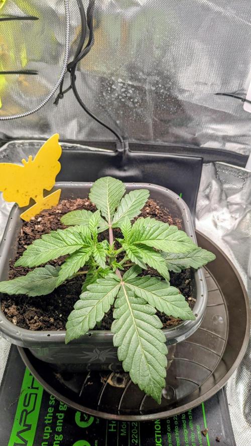 Amnesia Jelly Auto Microgrow. Week 3