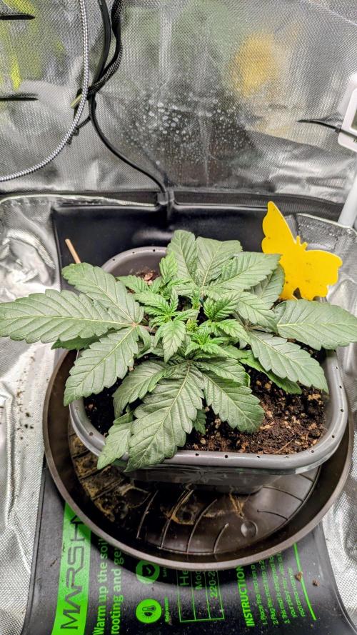 Amnesia Jelly Auto Microgrow. Week 3