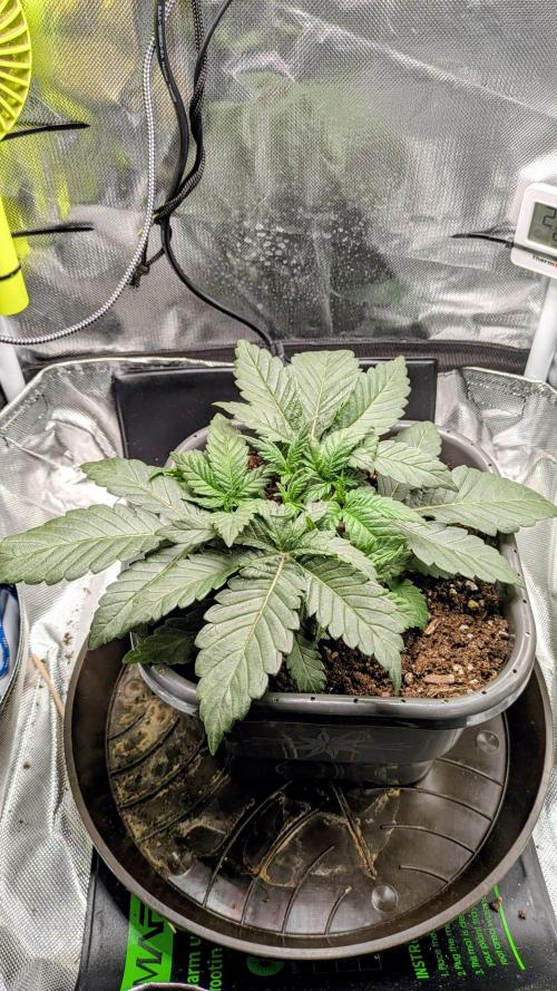 Amnesia Jelly Auto Microgrow. Week 3