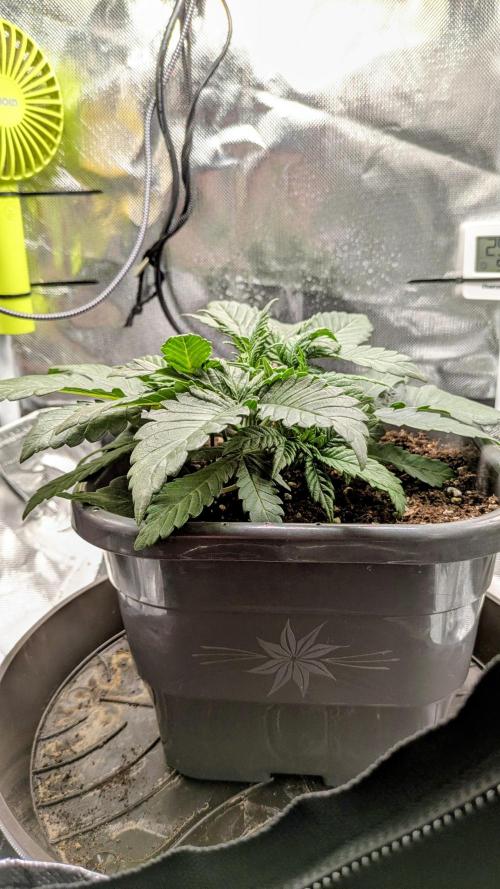 Amnesia Jelly Auto Microgrow. Week 3