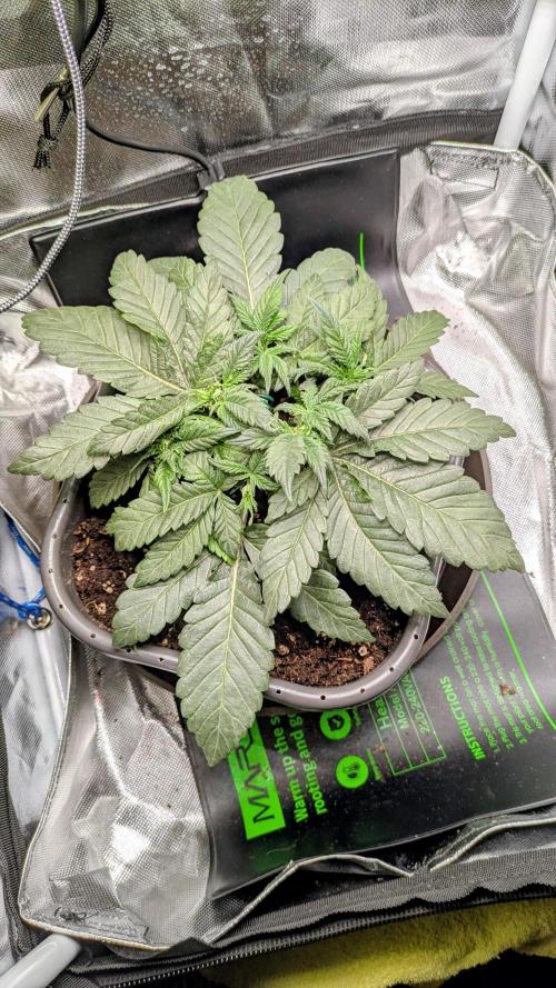 Amnesia Jelly Auto Microgrow. Week 4