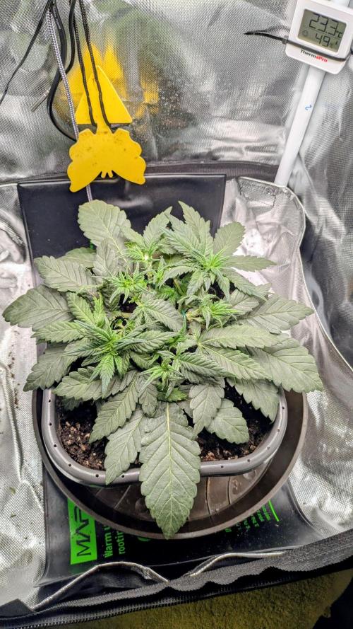 Amnesia Jelly Auto Microgrow. Week 4