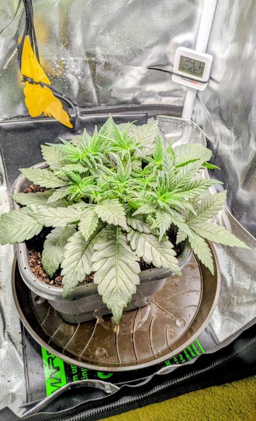 Amnesia Jelly Auto Microgrow. Week 4