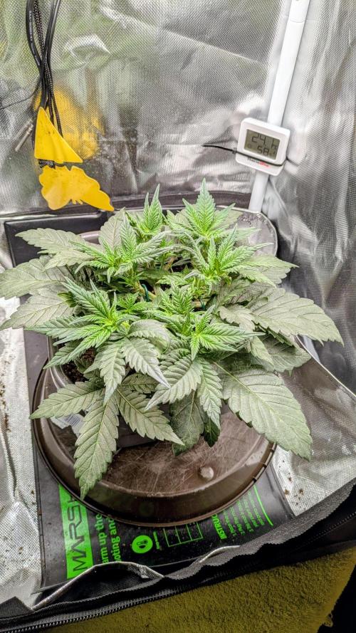 Amnesia Jelly Auto Microgrow. Week 4