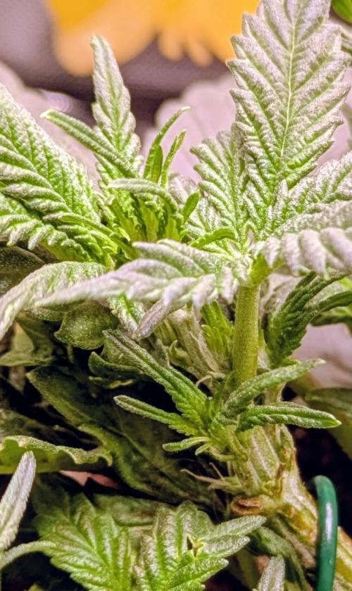 Amnesia Jelly Auto Microgrow. Week 4