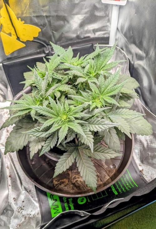 Amnesia Jelly Auto Microgrow. Week 5