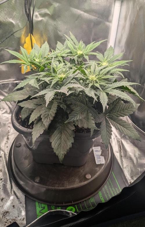 Amnesia Jelly Auto Microgrow. Week 5