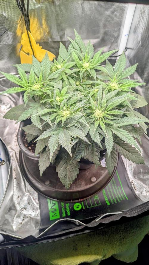 Amnesia Jelly Auto Microgrow. Week 5