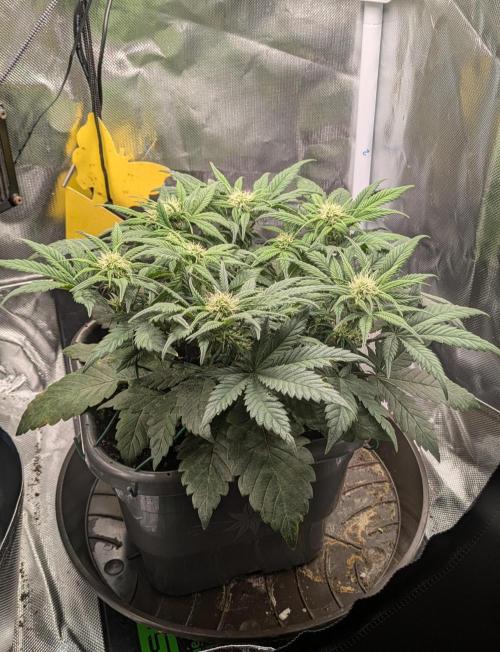 Amnesia Jelly Auto Microgrow. Week 6