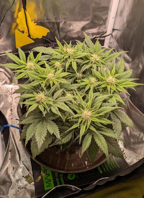 Amnesia Jelly Auto Microgrow. Week 6