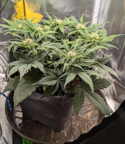 Amnesia Jelly Auto Microgrow. Week 6
