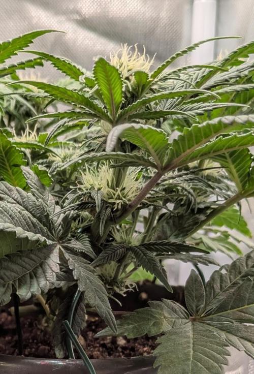 Amnesia Jelly Auto Microgrow. Week 6